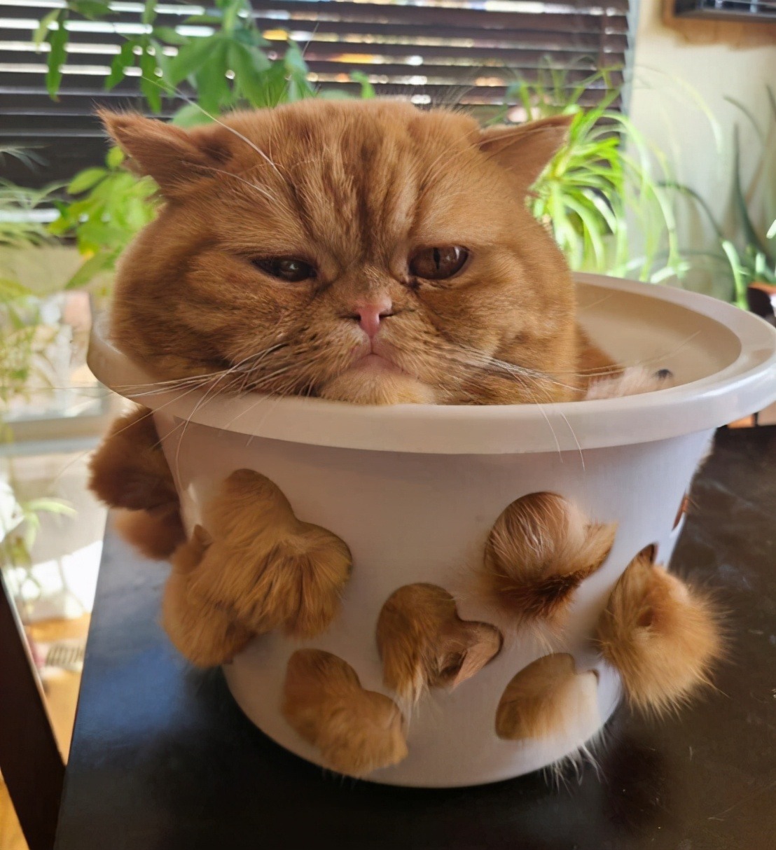方块猫教程_方块猫手机游戏_方块猫steam