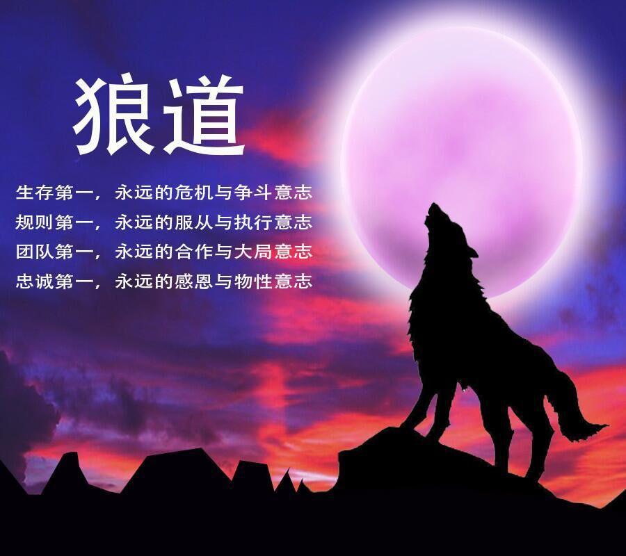 探索狼群等级与协作：头狼引领，狼身后的狼亦有贡献
