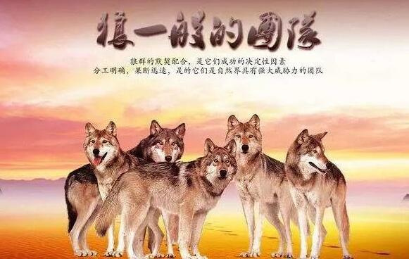 狼身后的狼_狼身后的狼_狼身后的狼