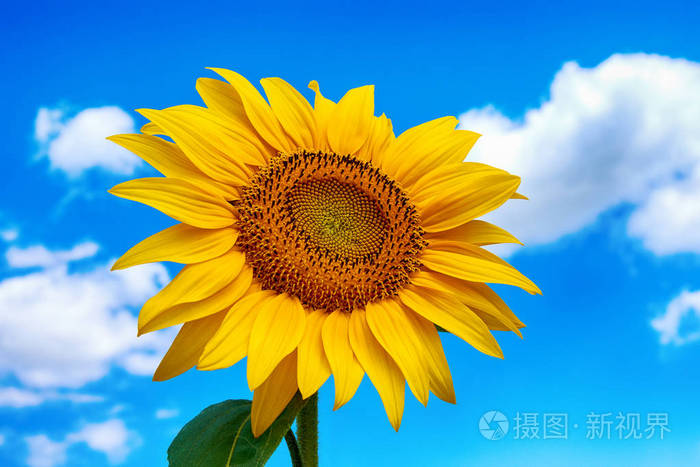 贴吧绚濑绘里印记怎么获得_fgo绘里濑怎么正式加入_绚濑绘里
