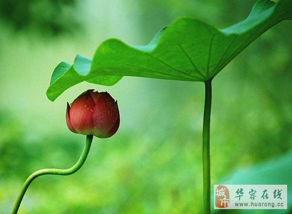 来自星尘薇_来自星尘官网_来自星尘