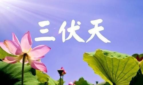 三伏天图片+文字_三伏天图片卡通图片_三伏天图片