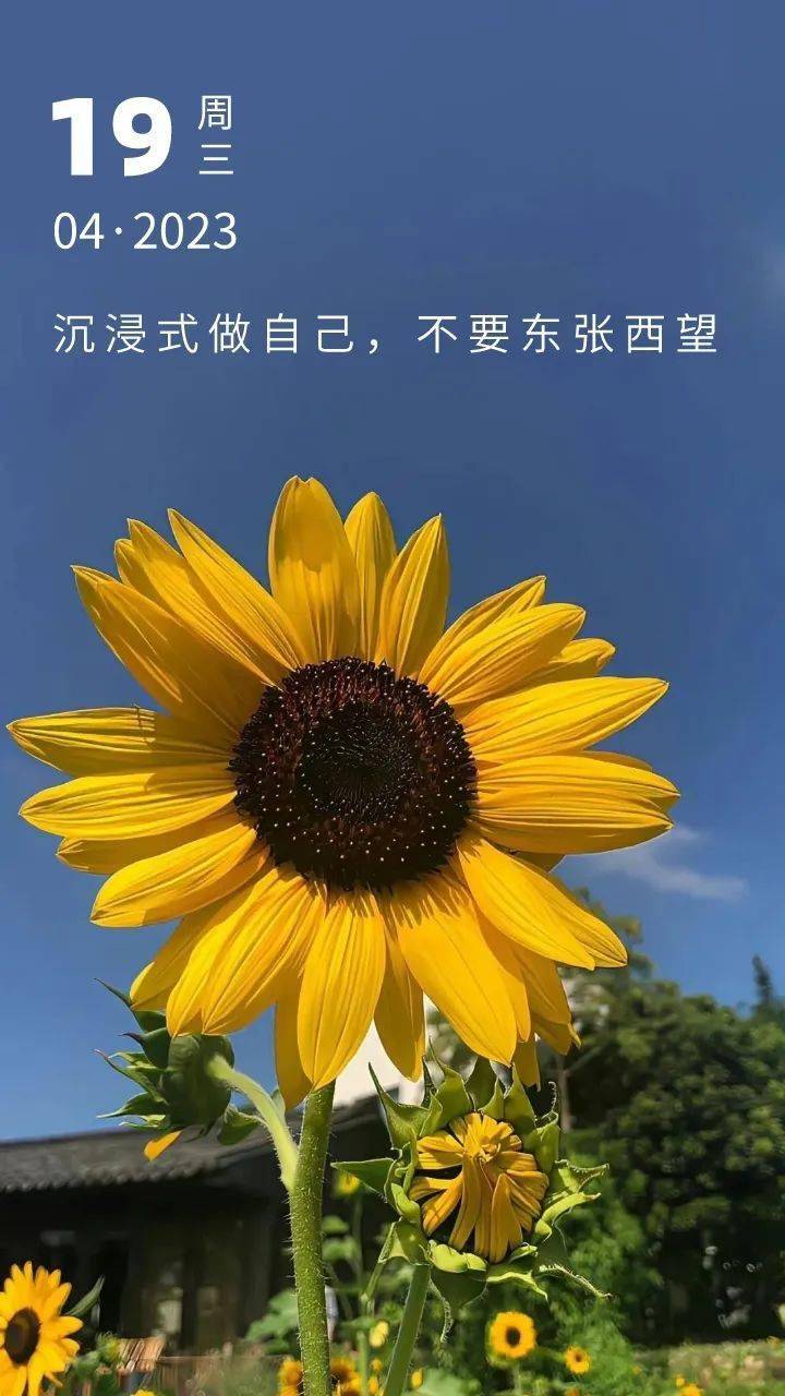 娜娜米_魔女娜娜配旋风鲨宝5000米_米娜