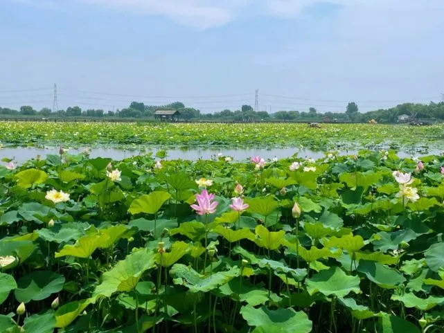 夏日诗词名句_最经典的夏日诗词_夏日诗词100首