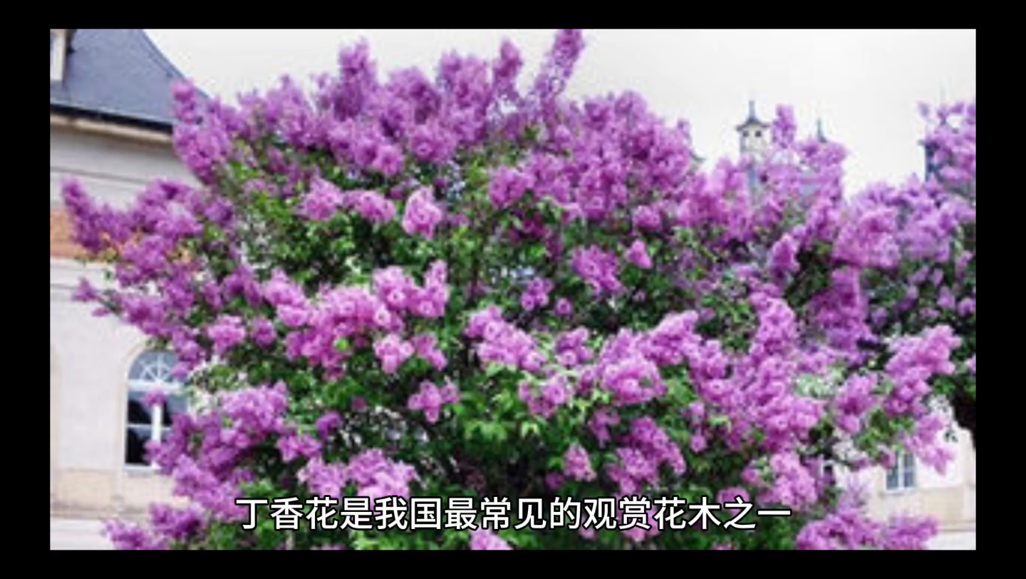 恩希尔·恩瑞斯_希尔瑞斯是啥_希尔瑞斯的英文