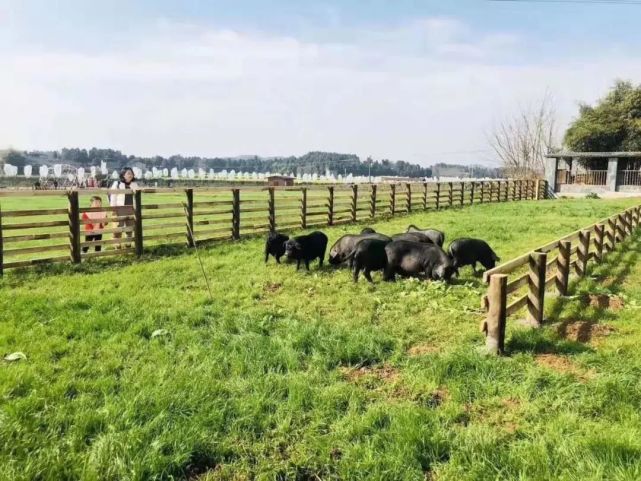 飞翔下载手机版下载安装_飞翔下载器下载_飞翔手机游戏下载