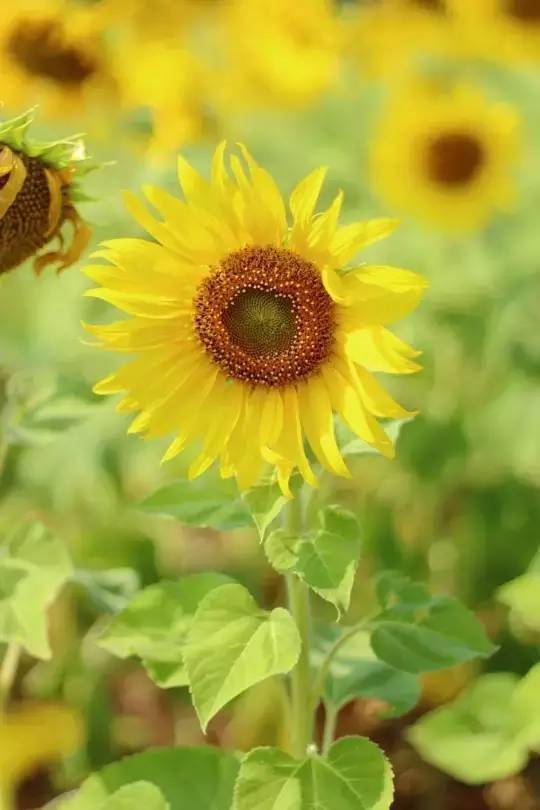 低端苹果打手机游戏会卡吗_低端苹果打手机游戏好吗_低端苹果手机怎么打游戏