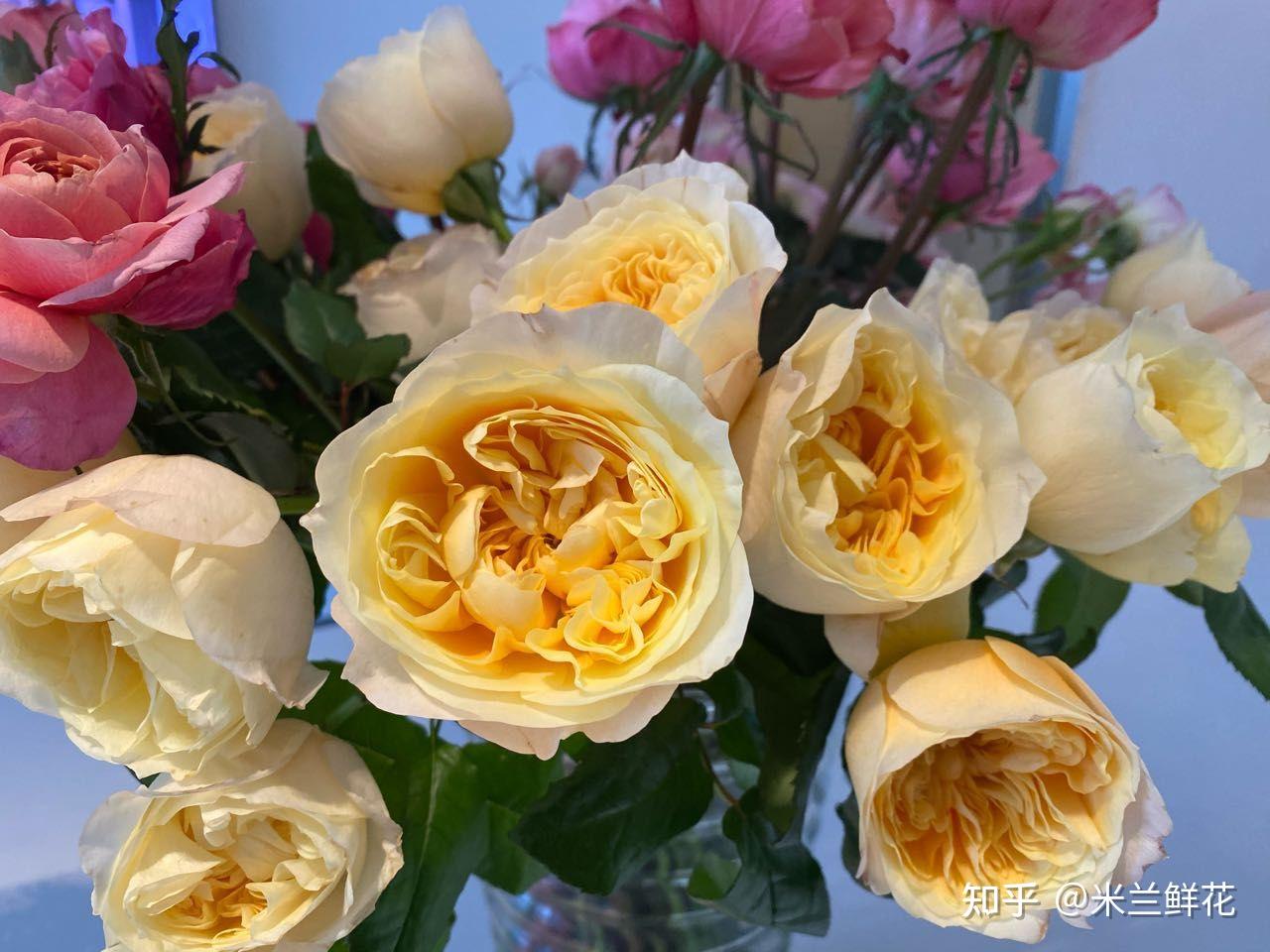 小林芽衣息子揉母_中尾芽衣子_芽衣子配音