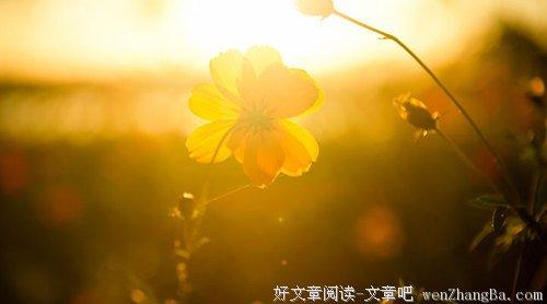 卯月夕颜_卯月夕颜七夕_卯月夕颜是谁