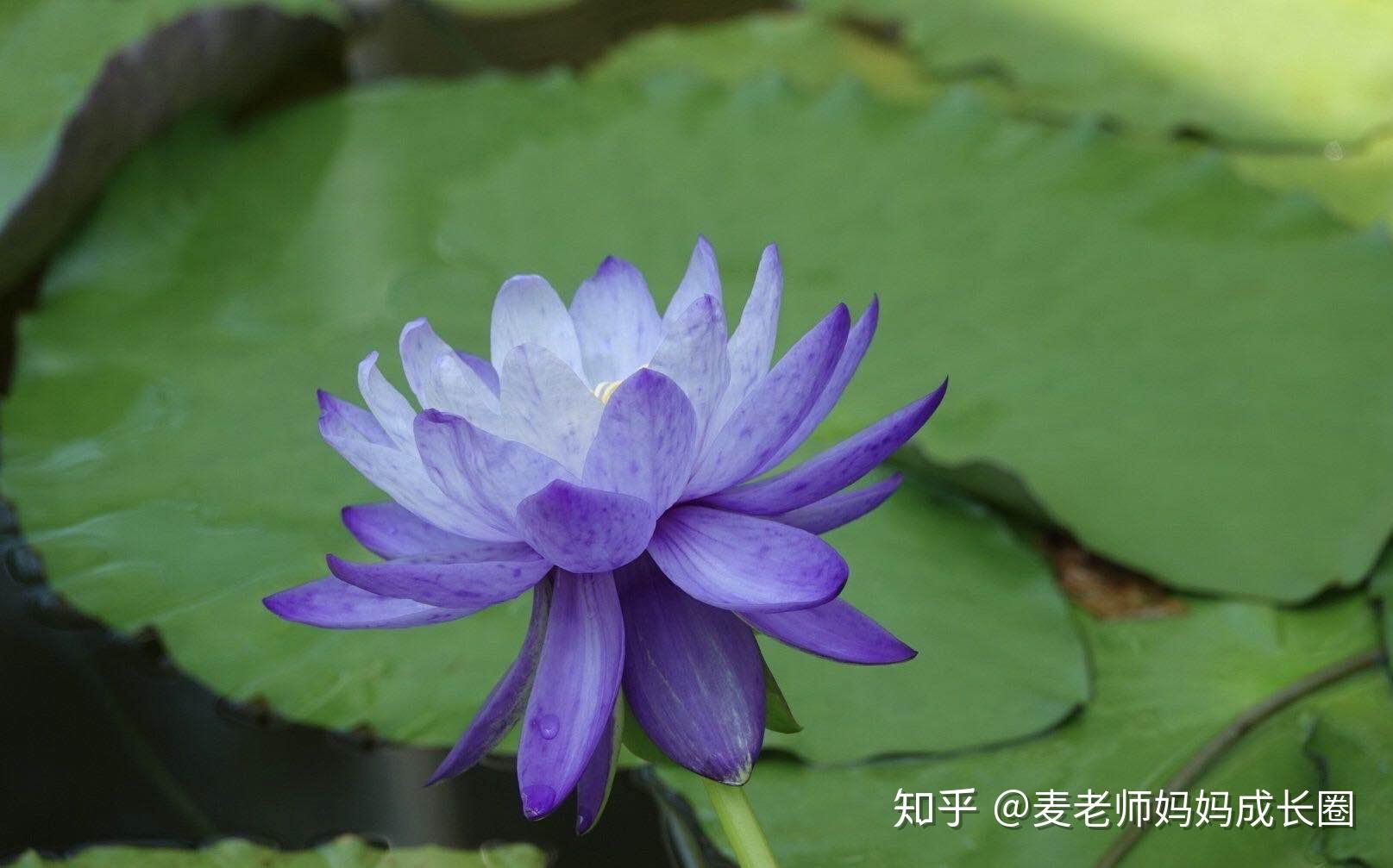 瞳星智能_瞳星智能眼疗仪_星瞳_official