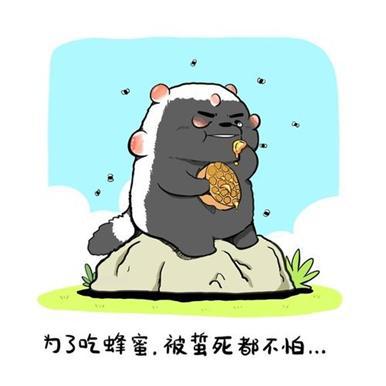 蜜獾_蜜獾_蜜獾
