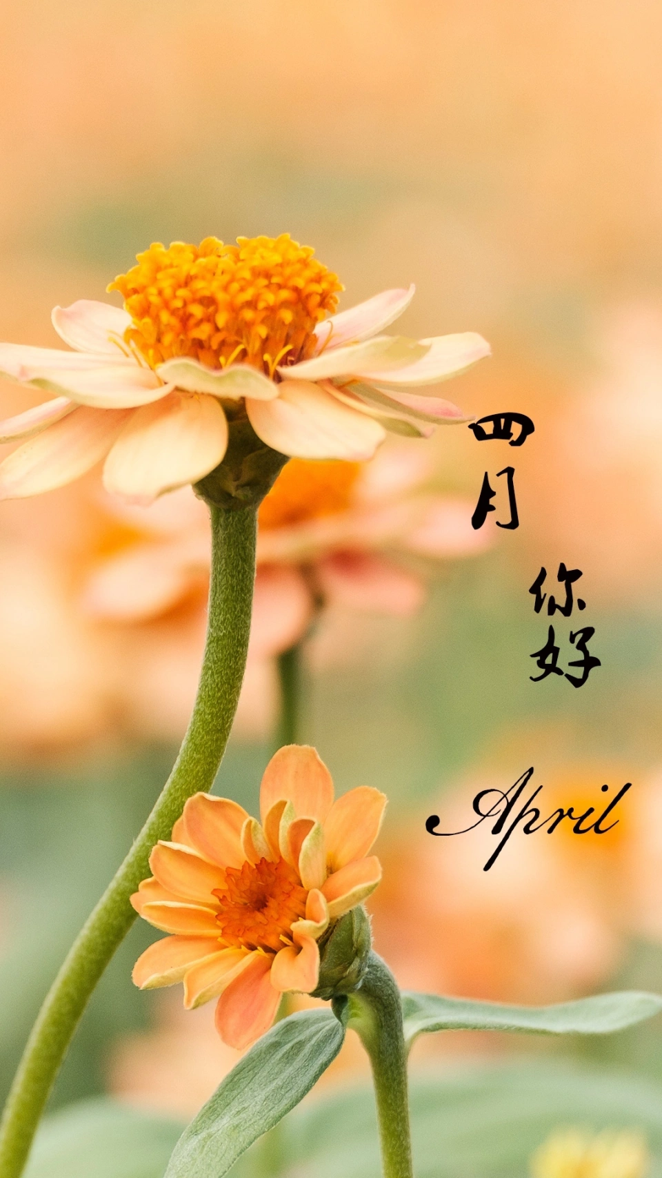 春紫菀是什么花_春紫菀_春紫菀花语