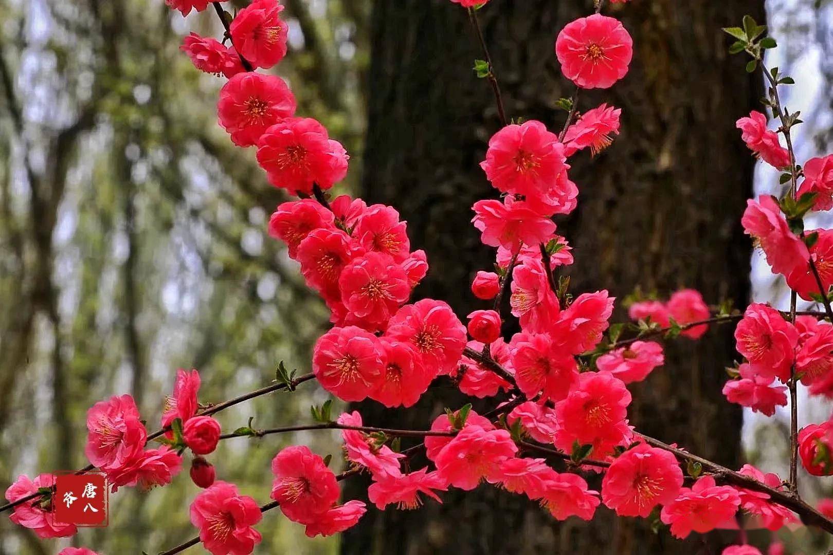 报春_报春花别名_报春鸟