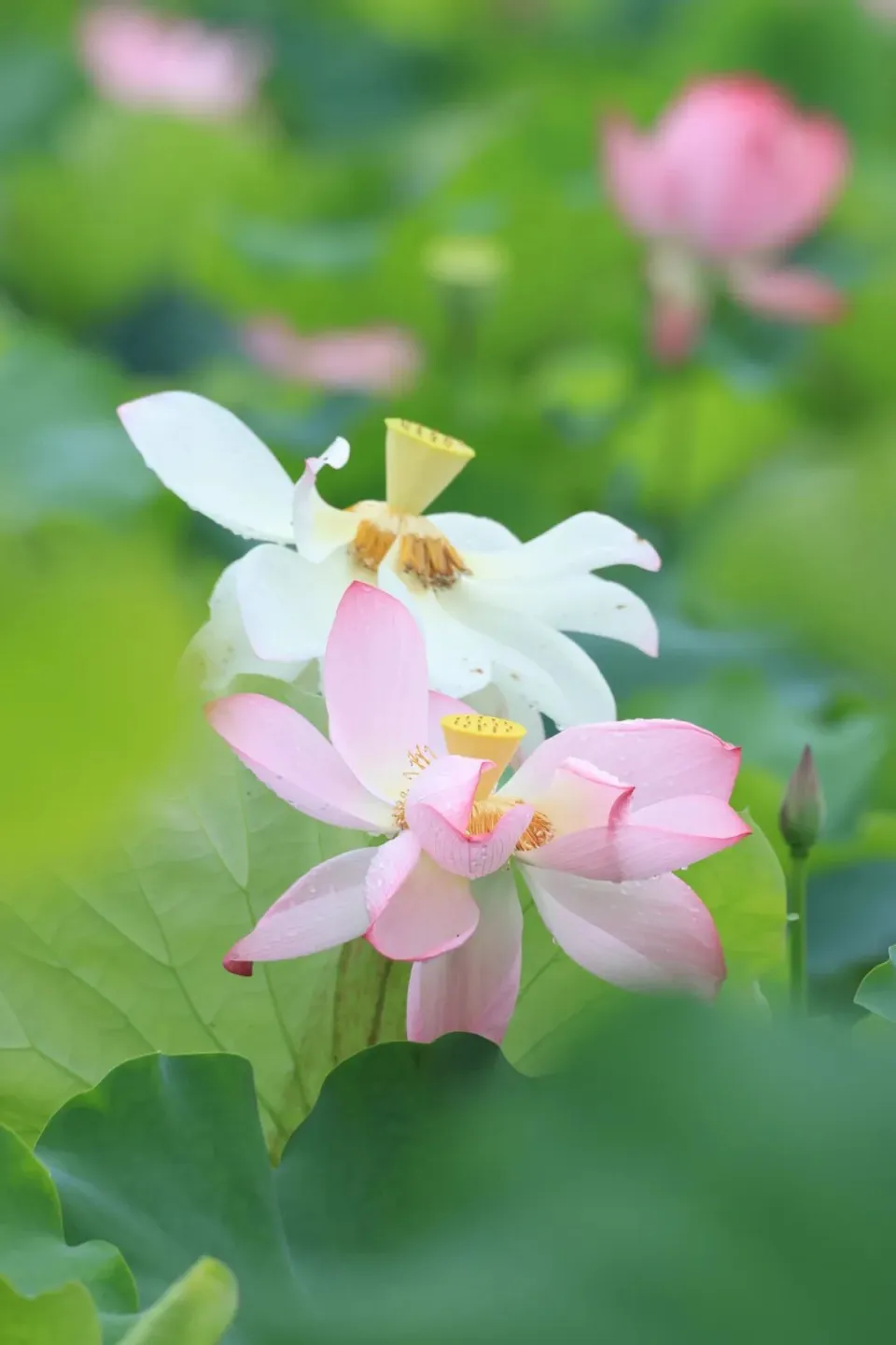 武汉国庆天气_国庆帐篷节_国庆节天气