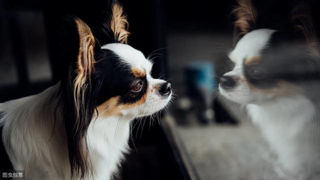 斗犬王_犬王_犬王电影