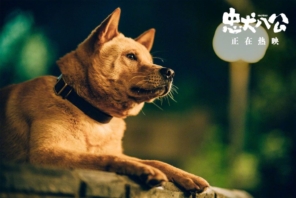 高清播放免费忠犬八公电影_高清播放免费忠犬八公电视剧_忠犬八公高清免费播放