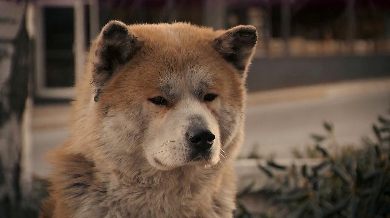 高清播放免费忠犬八公电视剧_忠犬八公高清免费播放_高清播放免费忠犬八公电影
