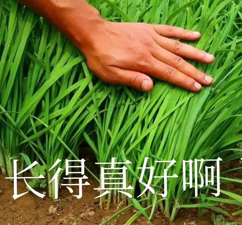猥琐的表情包_猥琐的表情包_猥琐的表情包