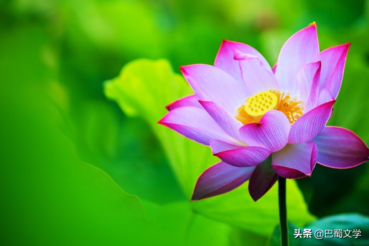月清疏_月清疏_月清疏