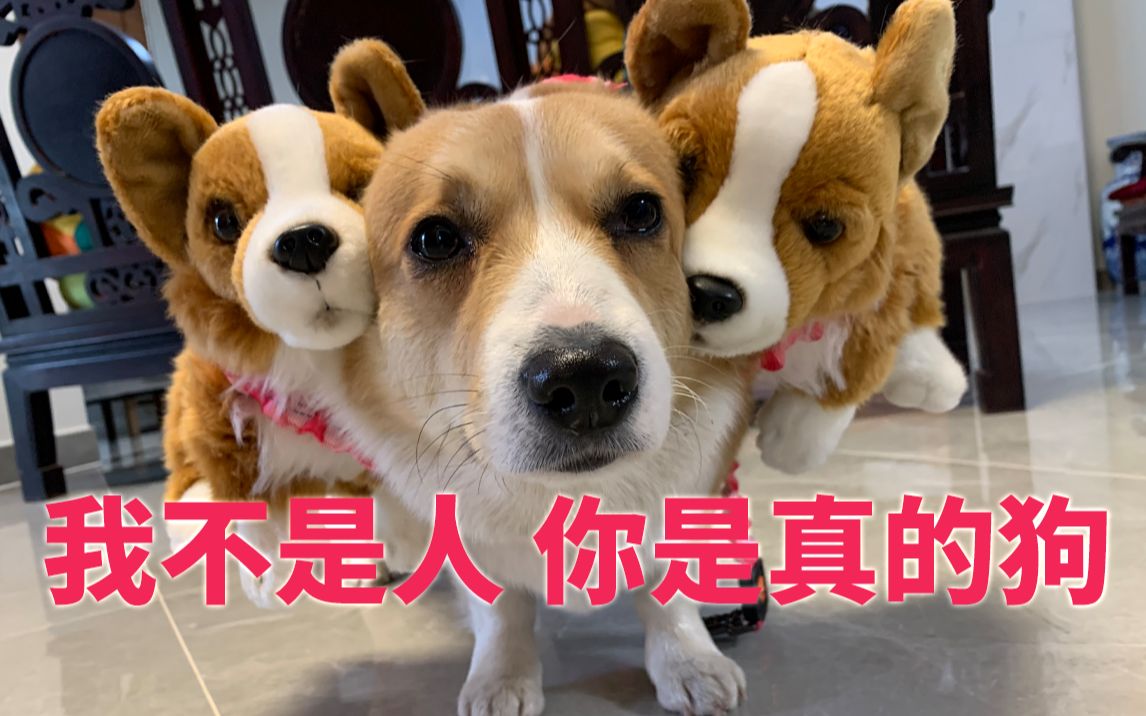 三头犬_犬头灰是什么中药_幽灵犬幽灵犬幽灵犬