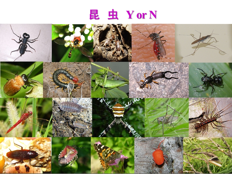 音灵魂子_音灵_音灵INVAXION下载