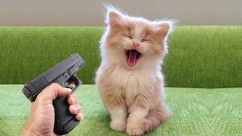 猫咪视频 
